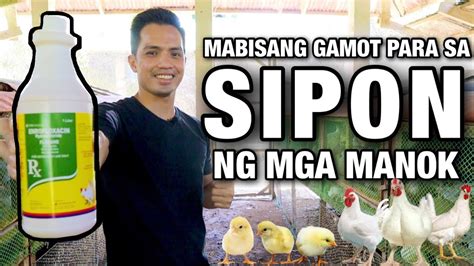 gamot na pampatapang ng manok
